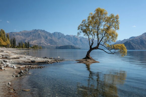 Download Tree with Mountains Background Wallpaper - Premium Bundle