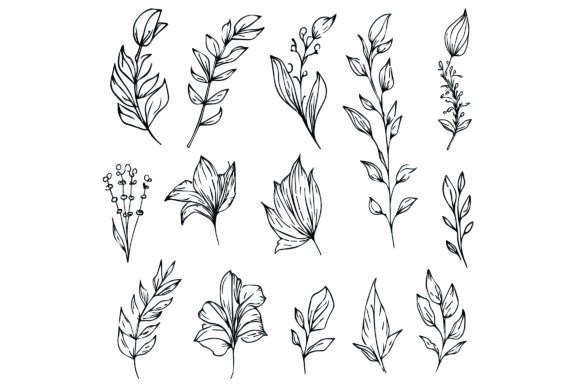 Download Botanical Leaf Line Drawings, Vector Art - Vector Collection